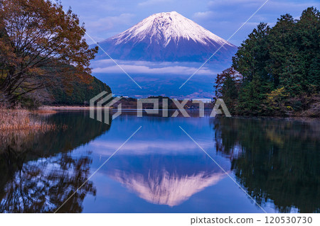 (Shizuoka Prefecture) Evening view of snow-capped Mt. Fuji from Lake Tanuki Fugaku Terrace 120530730