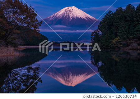 (Shizuoka Prefecture) Evening view of snow-capped Mt. Fuji from Lake Tanuki Fugaku Terrace 120530734