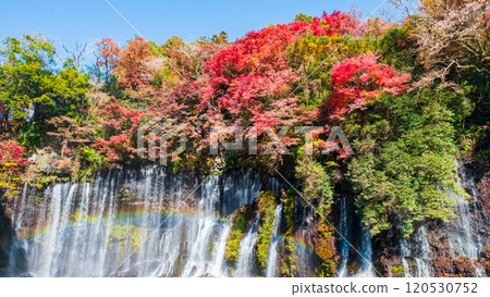 Shiraito Falls (Autumn) [Fujinomiya City] 120530752