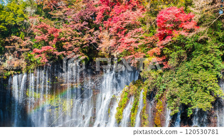 Shiraito Falls (Autumn) [Fujinomiya City] 120530781