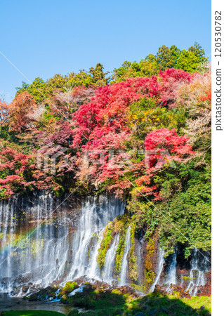 Shiraito Falls (Autumn) [Fujinomiya City] 120530782