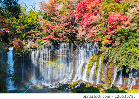 Shiraito Falls (Autumn) [Fujinomiya City] 120530783