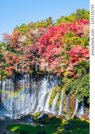 Shiraito Falls (Autumn) [Fujinomiya City] 120530793