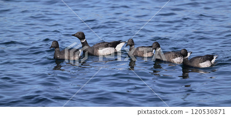 Brent Goose ⑨ (Hokkaido) 120530871