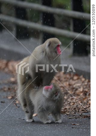 日本獼猴⑧（青森縣） 120530899