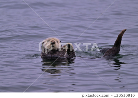 海獺(北海道) 海獺(北海道) 120530910