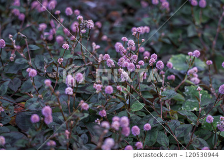 淡水蕎麥麵(Himenba蕎麥麵) 淡水蕎麥麵(Himenba蕎麥麵) 120530944