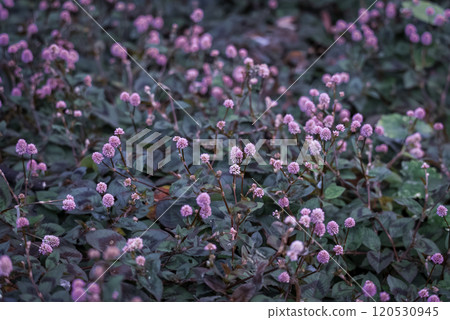 Freshwater soba (Himenba soba) Freshwater soba (Himenba soba) 120530945
