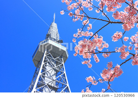 Scenery of Kawazu cherry blossoms and Nagoya TV Tower, Nagoya City, Aichi Prefecture Scenery of Kawazu cherry blossoms and Nagoya TV Tower, Nagoya City, Aichi Prefecture 120530966