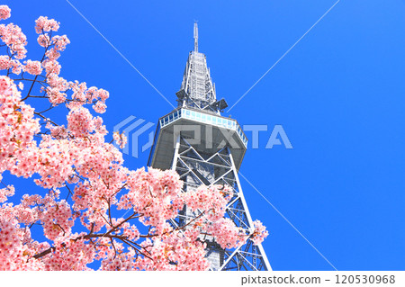 Scenery of Kawazu cherry blossoms and Nagoya TV Tower, Nagoya City, Aichi Prefecture 120530968