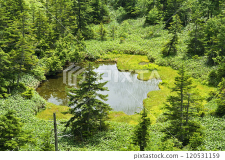 Shiga Kogen Demon Sumo Arena Pond 120531159