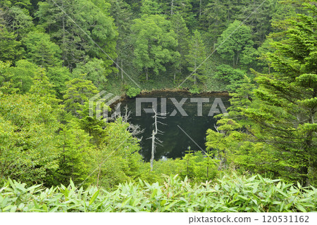 志賀高原岡池 120531162