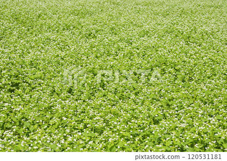 Buckwheat field 120531181