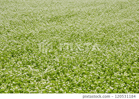 Buckwheat field 120531184