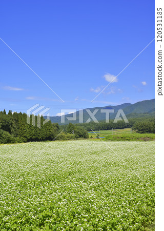 Buckwheat field 120531185