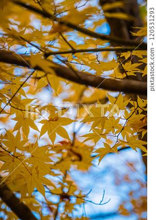 Autumn park in Hokkaido 120531293