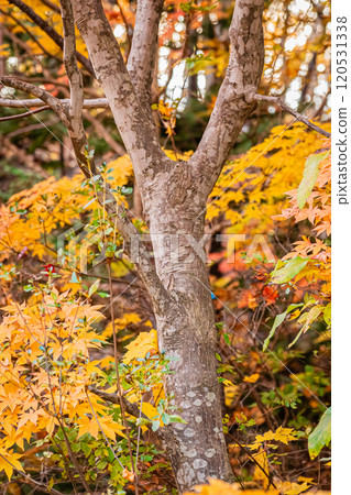 Sapporo in autumn, Hokkaido Sapporo in autumn, Hokkaido 120531338
