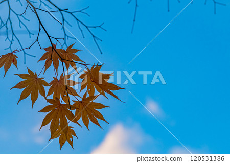 Sapporo in autumn, Hokkaido 120531386