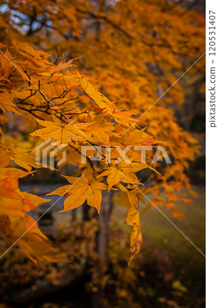 北海道 秋天 札幌 120531407