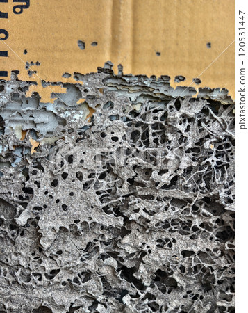 termite nests in corrugated boxes that are eaten by termites. 120531447