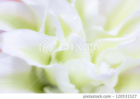白花的花朵形象(照片素材) 白花的花朵形象(照片素材) 120531527