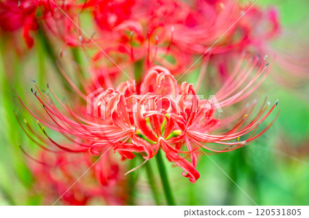 Cluster amaryllis Cluster amaryllis 120531805