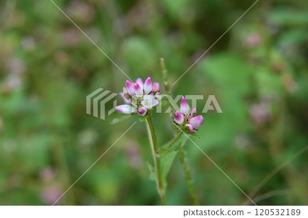 Mamakonoshirinugii花 Mamakonoshirinugii花 120532189