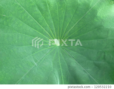 Background image of a yellow-green lotus leaf with a sparkling water droplet floating in the middle 120532210