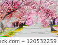Row of cherry trees 120532259
