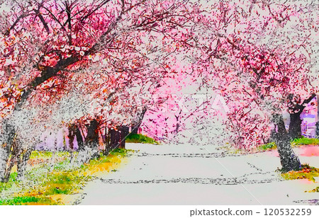 排櫻桃樹 120532259