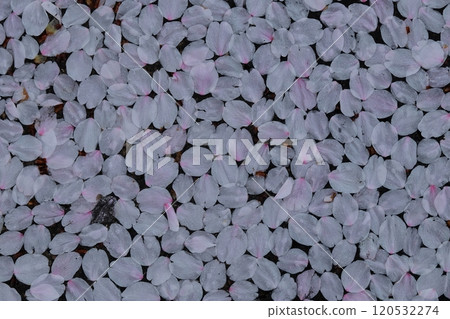 櫻花花瓣紋理 櫻花花瓣紋理 120532274