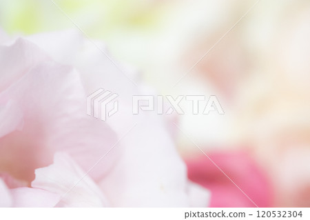 花卉背景圖片（照片素材） 120532304