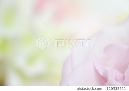 花卉背景圖片(照片素材) 花卉背景圖片(照片素材) 120532311