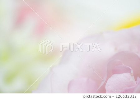 Flower background image (stock photo) 120532312
