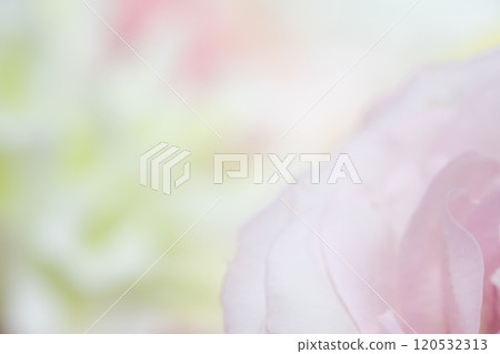 花卉背景圖片(照片素材) 花卉背景圖片(照片素材) 120532313