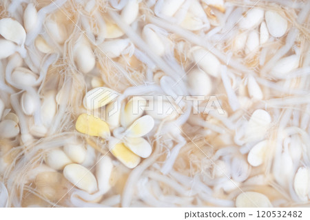 Image of bean sprout namul in a plastic bag (stock photo) Image of bean sprout namul in a plastic bag (stock photo) 120532482