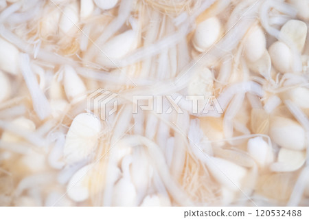 Image of bean sprout namul in a plastic bag (stock photo) 120532488
