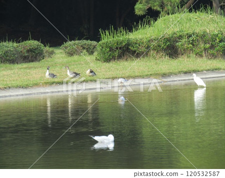 Winter migratory birds, black-headed gulls, pintails and little egrets, at Hamanoike Pond in Inage Seaside Park 120532587