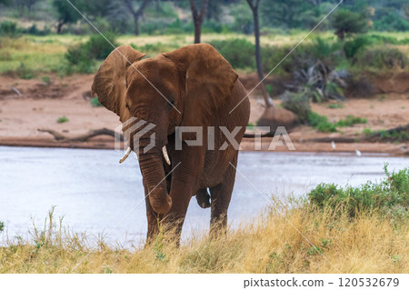 African elephant in Samburu National Reserve 120532679