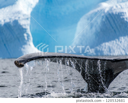 Tail of a humpback whale in the Antarctic 120532681