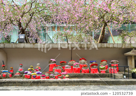 Kyoto, Shiunzan Chohoji Temple, Rokkakudo, Jizo, weeping cherry blossoms and pigeon fortune telling (Nakagyo Ward, Kyoto City) 120532739