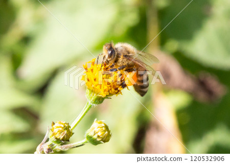 A honeybee carrying bee pollen on its leg A honeybee carrying bee pollen on its leg 120532906