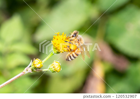 A honeybee carrying bee pollen on its leg 120532907