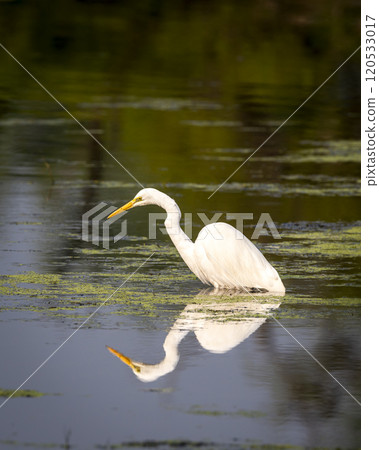 great egret or ardea alba at keoladeo national park forest bird sanctuary bharatpur rajasthan india with reflection in shallow water wetland in isolated black background in peak winter season safari great egret or ardea alba at keoladeo national park forest bird sanctuary bharatpur rajasthan india with reflection in shallow water wetland in isolated black background in peak winter season safari 120533017