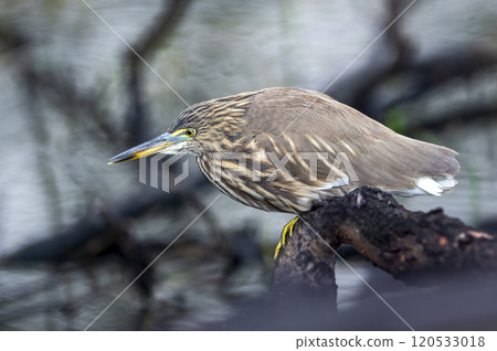 Indian Pond Heron or Ardeola grayii at keoladeo national park bharatpur bird sanctuary rajasthan india stalking on prey from perched at at the edge of water body Indian Pond Heron or Ardeola grayii at keoladeo national park bharatpur bird sanctuary rajasthan india stalking on prey from perched at at the edge of water body 120533018