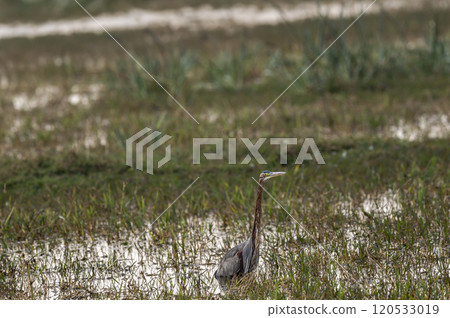 Purple heron or Ardea purpurea wading bird in keoladeo national park forest bharatpur bird sanctuary rajasthan india in shallow water wetland and during cold winter season migration Purple heron or Ardea purpurea wading bird in keoladeo national park forest bharatpur bird sanctuary rajasthan india in shallow water wetland and during cold winter season migration 120533019