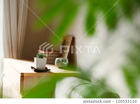 Houseplants to decorate your space 120533110