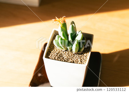 觀賞植物來裝飾您的空間 120533112