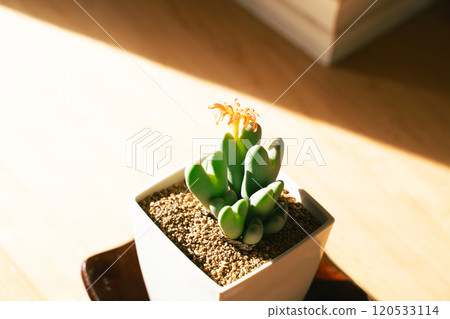 觀賞植物來裝飾您的空間 120533114