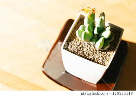 觀賞植物來裝飾您的空間 120533117